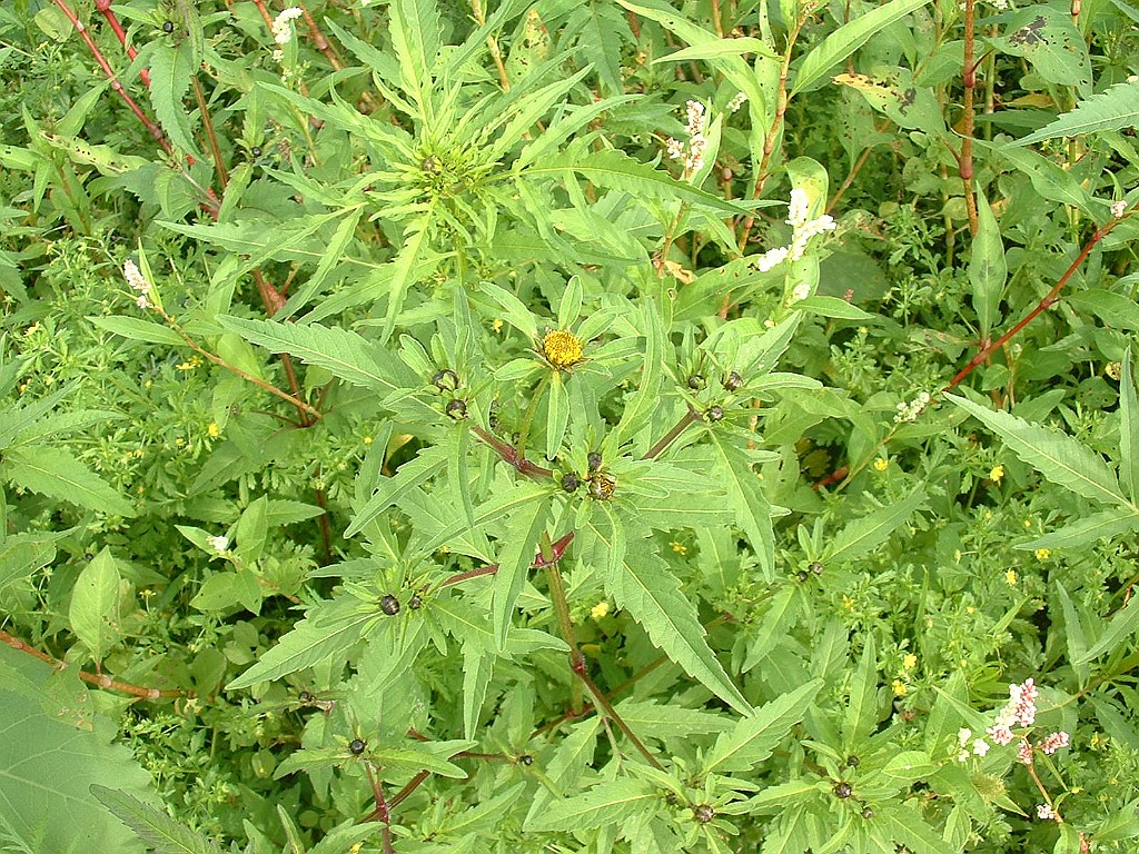 Riviertandzaad [068].jpg - Riviertandzaad  [Bidens radiata]